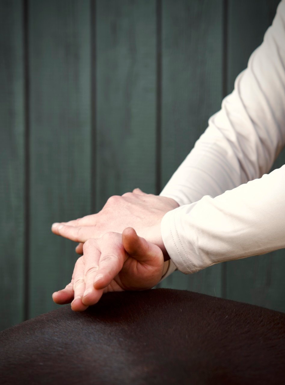 Hände der Tierärztin Sara Tadken bei der chiropraktischen Behandlung eines Pferdes