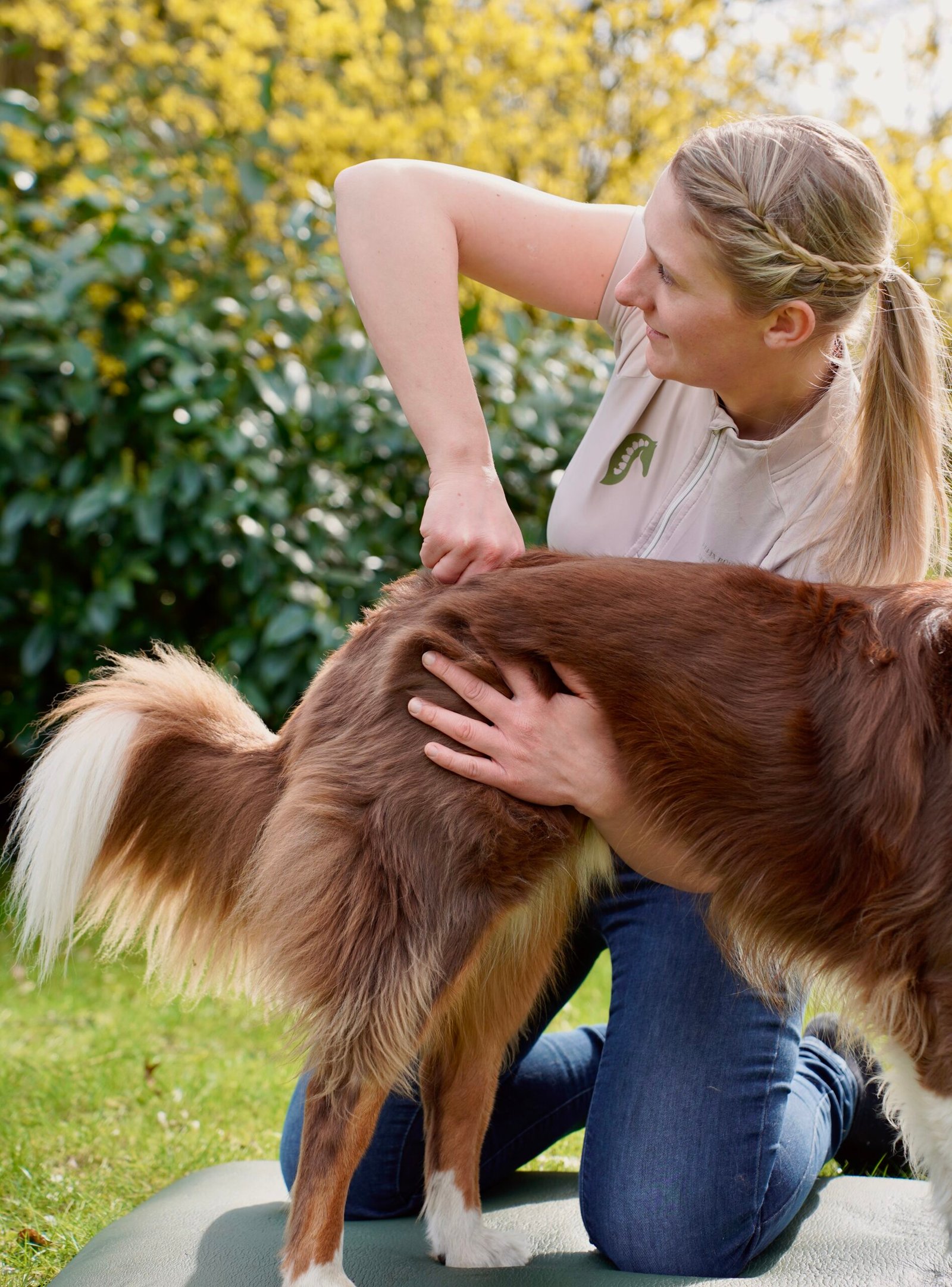 hund chiro sara tadken
